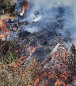 Gorse Fire Gorse Fire